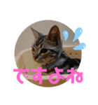 ルナくん 4 アメリカンショートヘア（個別スタンプ：26）