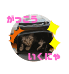 ルナくん 4 アメリカンショートヘア（個別スタンプ：29）