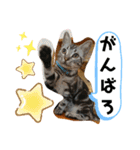 ルナくん 4 アメリカンショートヘア（個別スタンプ：32）