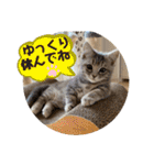 マンチカンのルアナとノア（個別スタンプ：6）