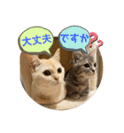 マンチカンのルアナとノア（個別スタンプ：15）
