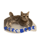 マンチカンのルアナとノア（個別スタンプ：19）