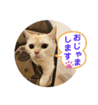 マンチカンのルアナとノア（個別スタンプ：20）