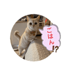 マンチカンのルアナとノア（個別スタンプ：21）