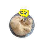 マンチカンのルアナとノア（個別スタンプ：24）