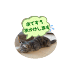 マンチカンのルアナとノア（個別スタンプ：29）