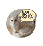 マンチカンのルアナとノア（個別スタンプ：30）