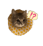 マンチカンのルアナとノア（個別スタンプ：38）