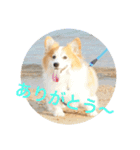 コーギー犬✿ᵕ̈*①（個別スタンプ：4）