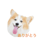 コーギー犬✿ᵕ̈*①（個別スタンプ：7）