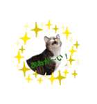 チビたんの日常        Chebetann's life（個別スタンプ：2）
