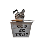 チビたんの日常        Chebetann's life（個別スタンプ：6）