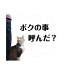 チビたんの日常        Chebetann's life（個別スタンプ：14）