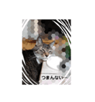 チビたんの日常        Chebetann's life（個別スタンプ：18）