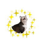 チビたんの日常        Chebetann's life（個別スタンプ：25）