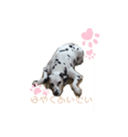 ダルメシアンのあずきちゃん（個別スタンプ：5）