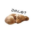 レオン＆ガロ（個別スタンプ：2）