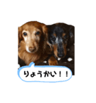 レオン＆ガロ（個別スタンプ：3）