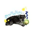 シュナウザー びびのスタンプ（個別スタンプ：8）