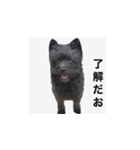 世界一可愛いイッヌ（個別スタンプ：1）