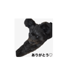 世界一可愛いイッヌ（個別スタンプ：2）