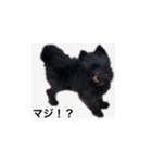 世界一可愛いイッヌ（個別スタンプ：3）