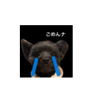 世界一可愛いイッヌ（個別スタンプ：5）