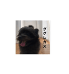 世界一可愛いイッヌ（個別スタンプ：6）