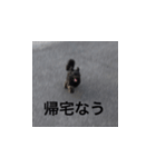 世界一可愛いイッヌ（個別スタンプ：7）