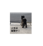 世界一可愛いイッヌ（個別スタンプ：8）