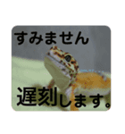 エキゾチックアニマルと犬（個別スタンプ：3）