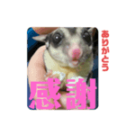 エキゾチックアニマルと犬（個別スタンプ：4）