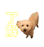 エキゾチックアニマルと犬（個別スタンプ：5）