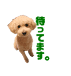 エキゾチックアニマルと犬（個別スタンプ：6）