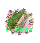 ケリーくんスタンプ（個別スタンプ：7）