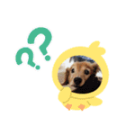 ケリーくんスタンプ（個別スタンプ：10）