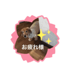 ケリーくんスタンプ（個別スタンプ：15）