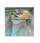 バカ可愛いケモノ（個別スタンプ：2）