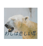 バカ可愛いケモノ（個別スタンプ：5）