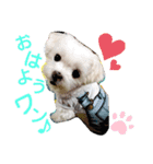 ワンの気持ち♪ 3（個別スタンプ：1）