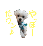 ワンの気持ち♪ 3（個別スタンプ：7）
