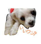 ワンの気持ち♪ 3（個別スタンプ：8）