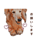 NEMO's STICKERS 2（個別スタンプ：1）