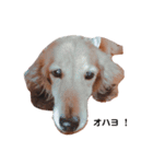 NEMO's STICKERS 2（個別スタンプ：6）