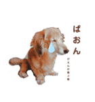 NEMO's STICKERS 2（個別スタンプ：10）