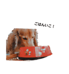 NEMO's STICKERS 2（個別スタンプ：12）