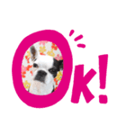 うちのボストンテリア（個別スタンプ：4）