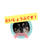 チワワのショコラスタンプその2（個別スタンプ：16）