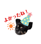 チワワのショコラスタンプその2（個別スタンプ：18）