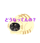 チワワのショコラスタンプその2（個別スタンプ：24）